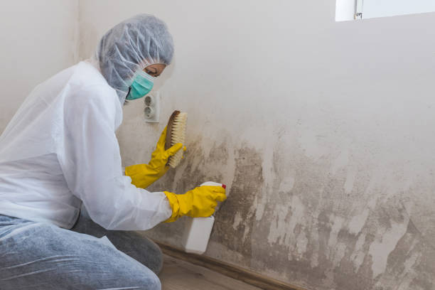 Best Black Mold Remediation in Dalzell, SC
