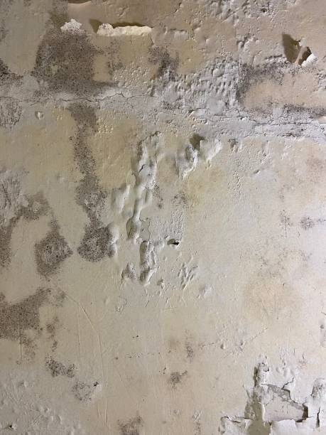 Best Kitchen Mold Remediation in Dalzell, SC