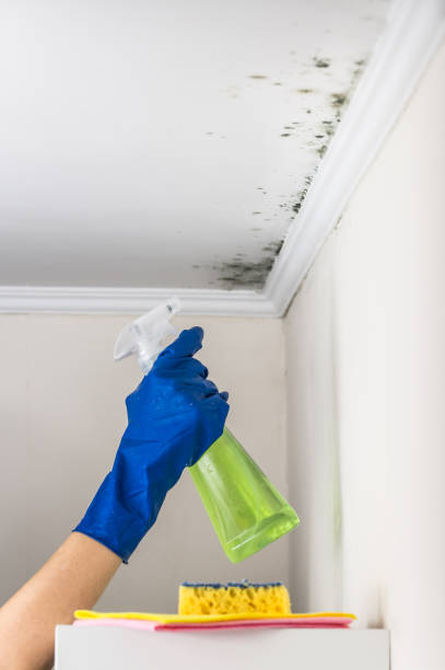 Best HVAC Mold Remediation in Dalzell, SC