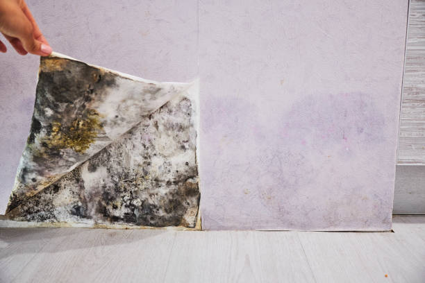 Best Post-Flood Mold Remediation in Dalzell, SC